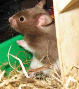 křeček syrský ( Xixík von Schtaubing PP )čokoládový , páskovaný , saténový, aabbBa_Sasa