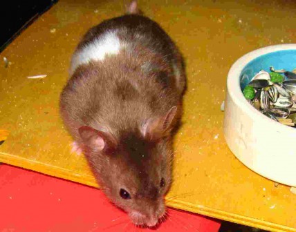 křeček syrský ( Xixík von Schtaubing PP ) čokoládový, páskovaný, saténový, aabbBa_Sasa